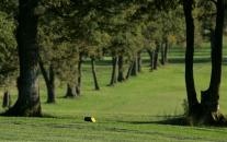 Golf de La Jonchère à 15 minutes des cottages de charme du Domaine de Louveraude avec piscine, tennis et parc paysagé en Nouvelle Aquitaine